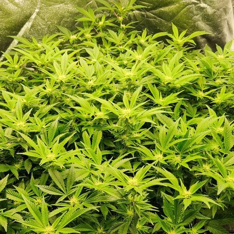 Strawberry Cough Clone growlog photo: Big trimming day