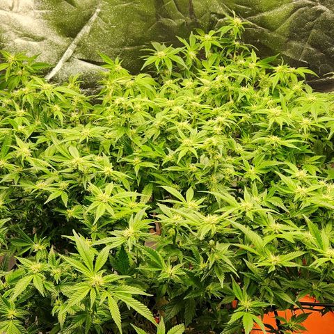 Strawberry Cough Clone growlog photo: Big trimming day