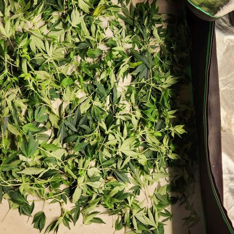Strawberry Cough Clone growlog photo: Big trimming day