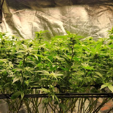 Strawberry Cough Clone growlog photo: Big trimming day