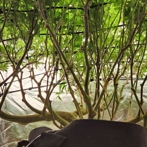 Strawberry Cough Clone growlog photo: Big trimming day