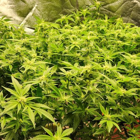 Strawberry Cough Clone growlog photo: Big trimming day