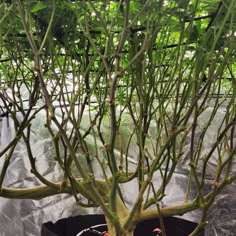 Strawberry Cough Clone growlog timeline photo