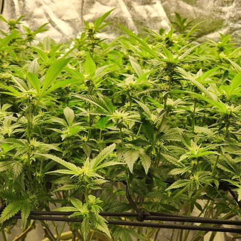 Strawberry Cough Clone growlog timeline photo
