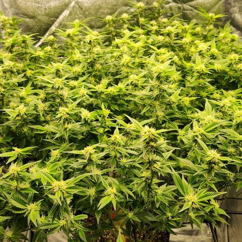 Strawberry Cough Clone growlog timeline photo