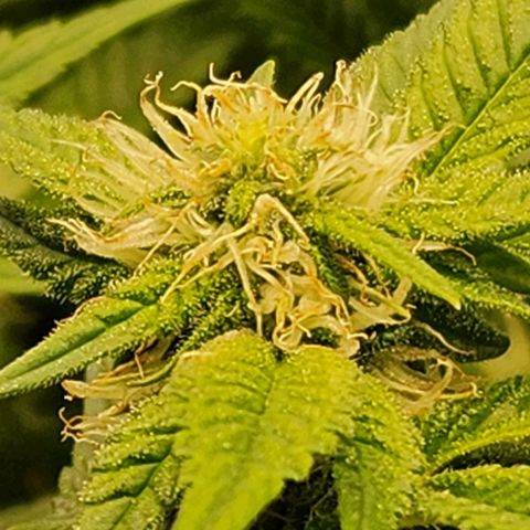 Strawberry Cough Clone growlog timeline photo