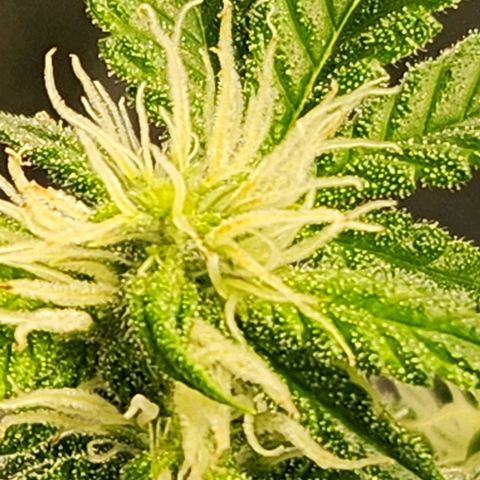 Strawberry Cough Clone growlog timeline photo
