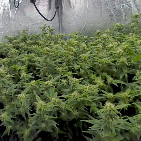 Strawberry Cough Clone growlog timeline photo