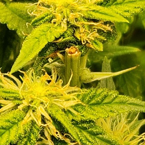 Strawberry Cough Clone growlog timeline photo