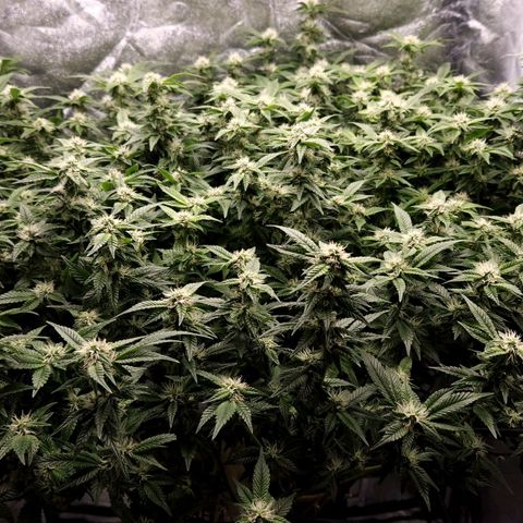 Strawberry Cough Clone growlog timeline photo