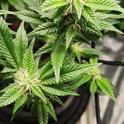 Strawberry Cough Clone growlog timeline photo