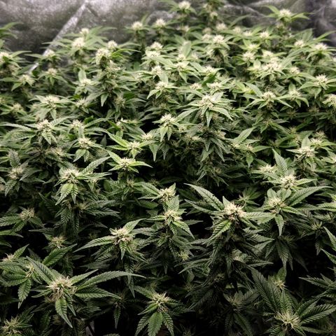 Strawberry Cough Clone growlog timeline photo