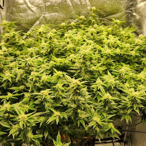 Strawberry Cough Clone growlog timeline photo