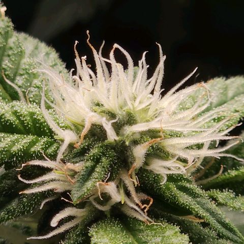 Strawberry Cough Clone growlog timeline photo