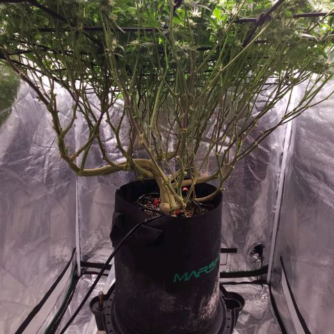 Strawberry Cough Clone growlog timeline photo