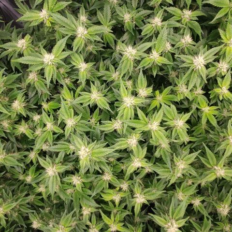 Strawberry Cough Clone growlog timeline photo