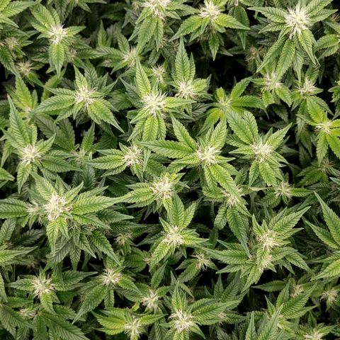 Strawberry Cough Clone growlog timeline photo