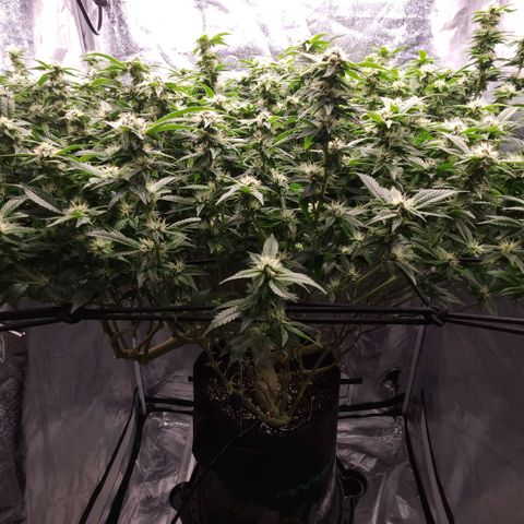 Strawberry Cough Clone growlog timeline photo