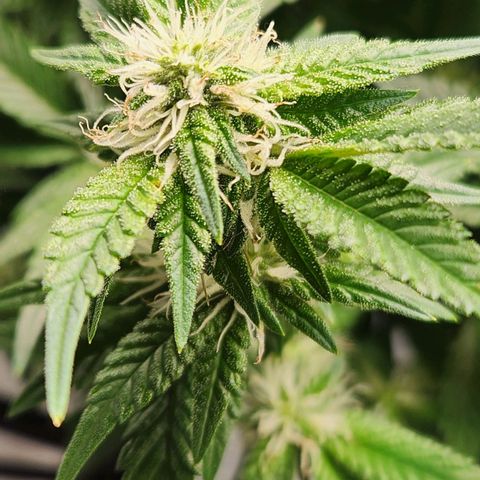 Strawberry Cough Clone growlog timeline photo