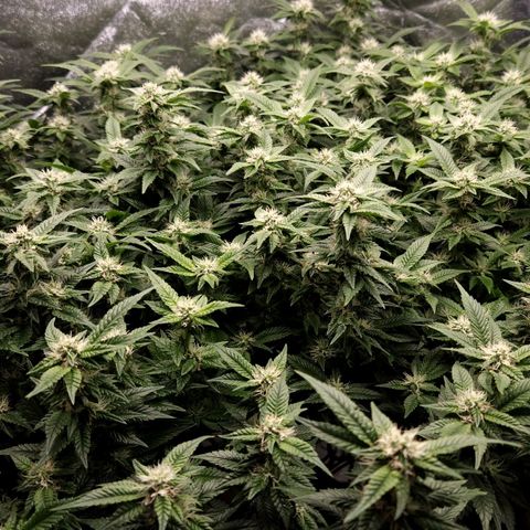 Strawberry Cough Clone growlog timeline photo