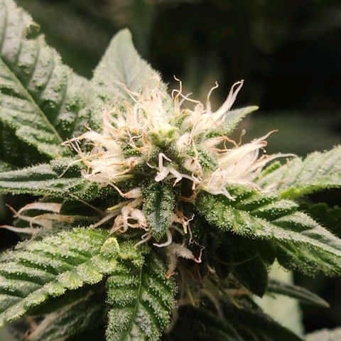 Strawberry Cough Clone growlog timeline photo