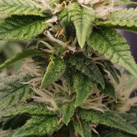 Strawberry Cough Clone growlog timeline photo