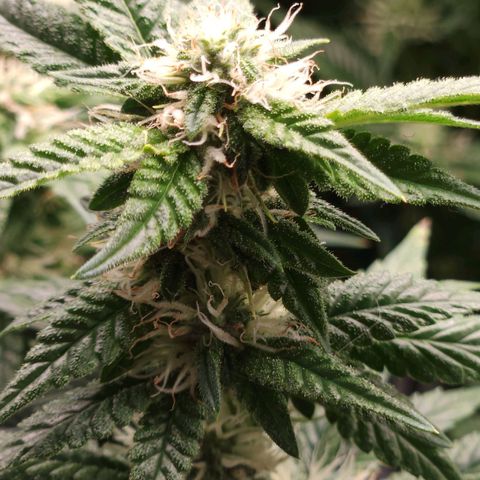 Strawberry Cough Clone growlog timeline photo