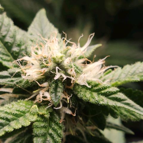 Strawberry Cough Clone growlog timeline photo