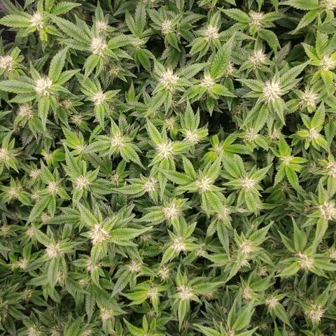 Strawberry Cough Clone growlog timeline photo