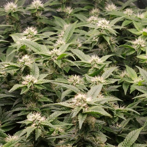 Strawberry Cough Clone growlog timeline photo