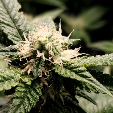 Strawberry Cough Clone growlog timeline photo