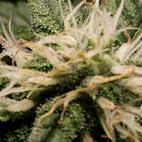 Strawberry Cough Clone growlog timeline photo