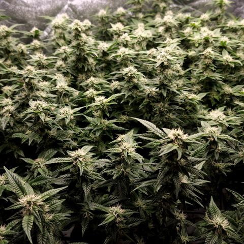 Strawberry Cough Clone growlog timeline photo