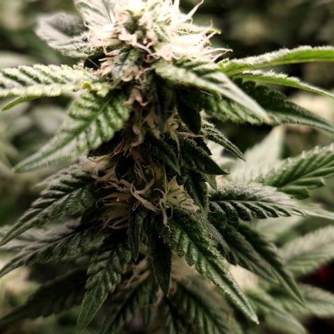 Strawberry Cough Clone growlog timeline photo