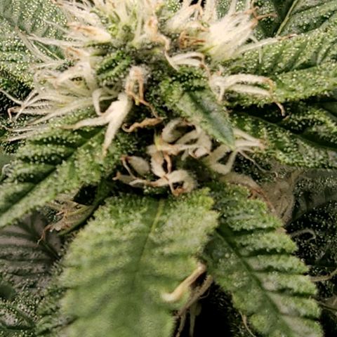 Strawberry Cough Clone growlog timeline photo