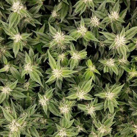 Strawberry Cough Clone growlog timeline photo