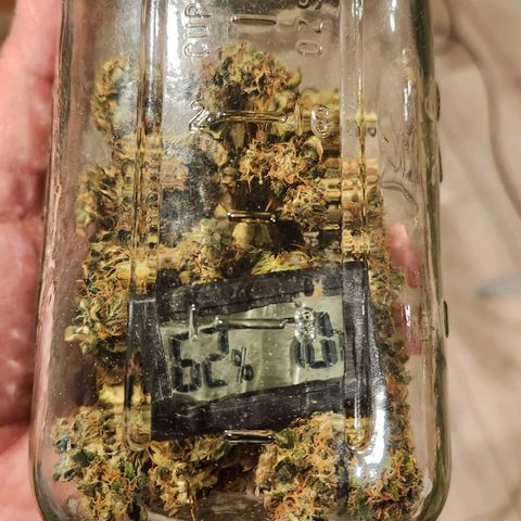 Strawberry Cough Feminized growlog timeline photo