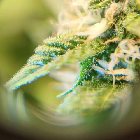 Strawberry Cough Clone growlog timeline photo