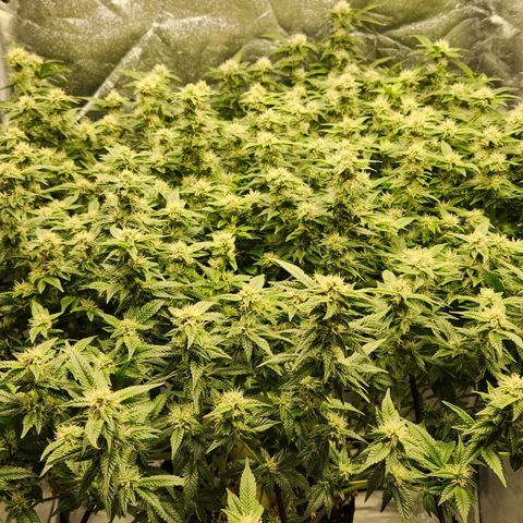 Strawberry Cough Clone growlog timeline photo