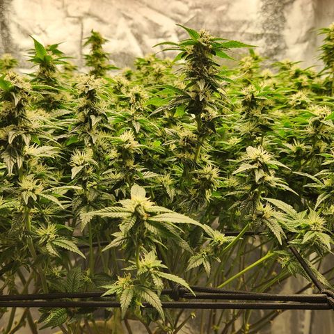Strawberry Cough Clone growlog timeline photo