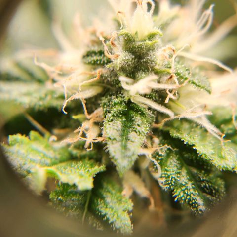 Strawberry Cough Clone growlog timeline photo