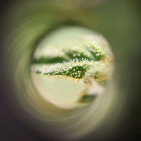 Strawberry Cough Clone growlog timeline photo