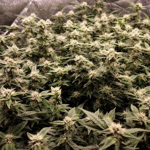 Strawberry Cough Clone growlog timeline photo