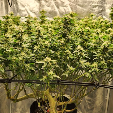 Strawberry Cough Clone growlog timeline photo