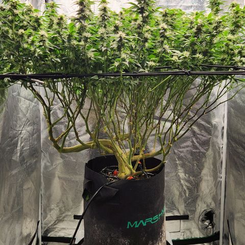 Strawberry Cough Clone growlog timeline photo