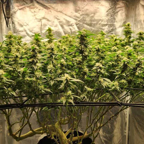 Strawberry Cough Clone growlog timeline photo