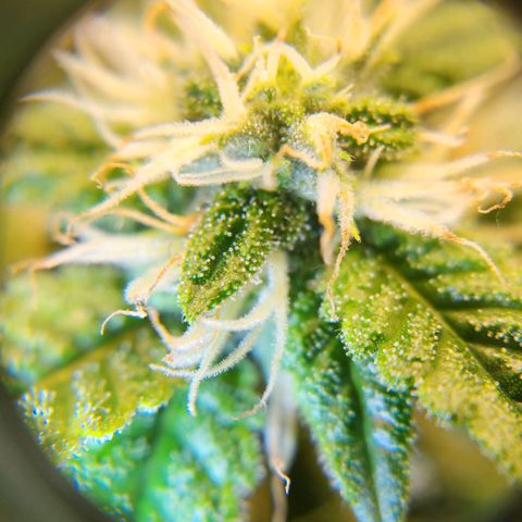 Strawberry Cough Clone growlog timeline photo