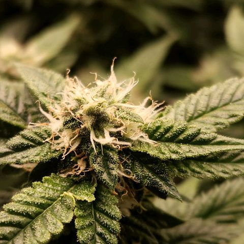 Strawberry Cough Clone growlog timeline photo