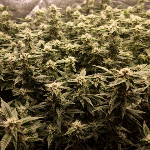 Strawberry Cough Clone growlog timeline photo