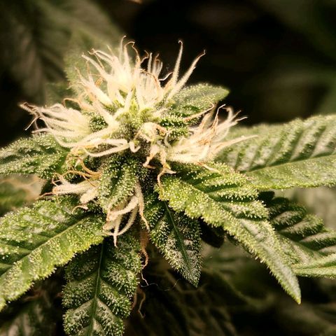 Strawberry Cough Clone growlog timeline photo